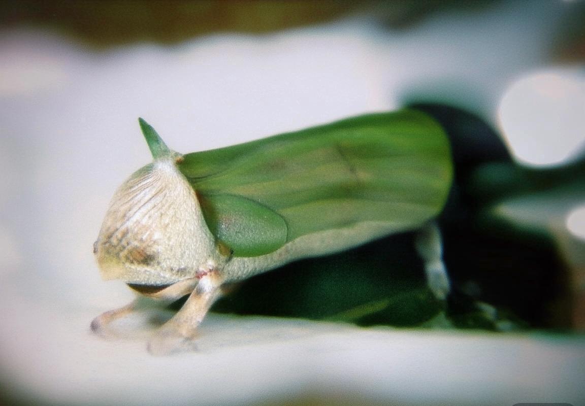 2020年NBA巅峰对决：篮网勇士伤病与希望交织战记